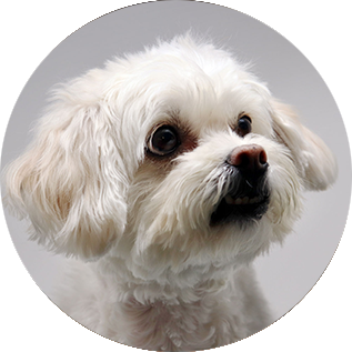 Bailey